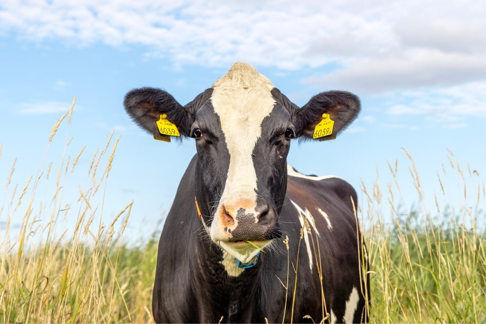 Leptospirose bovina: sintomas, diagnóstico e tratamento