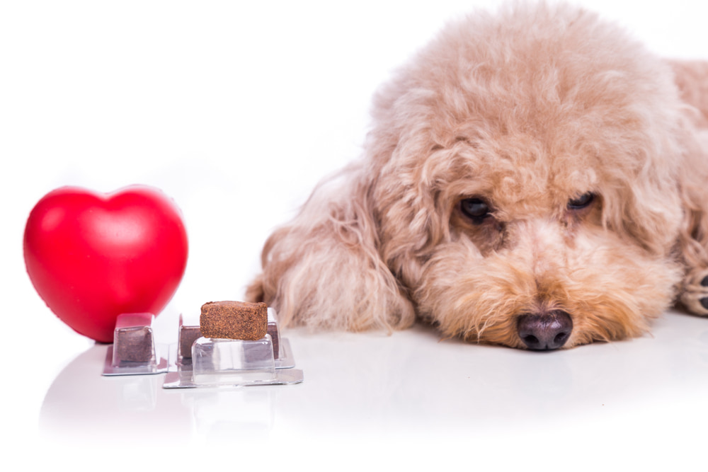 Verme do coração em cachorro e gatos
