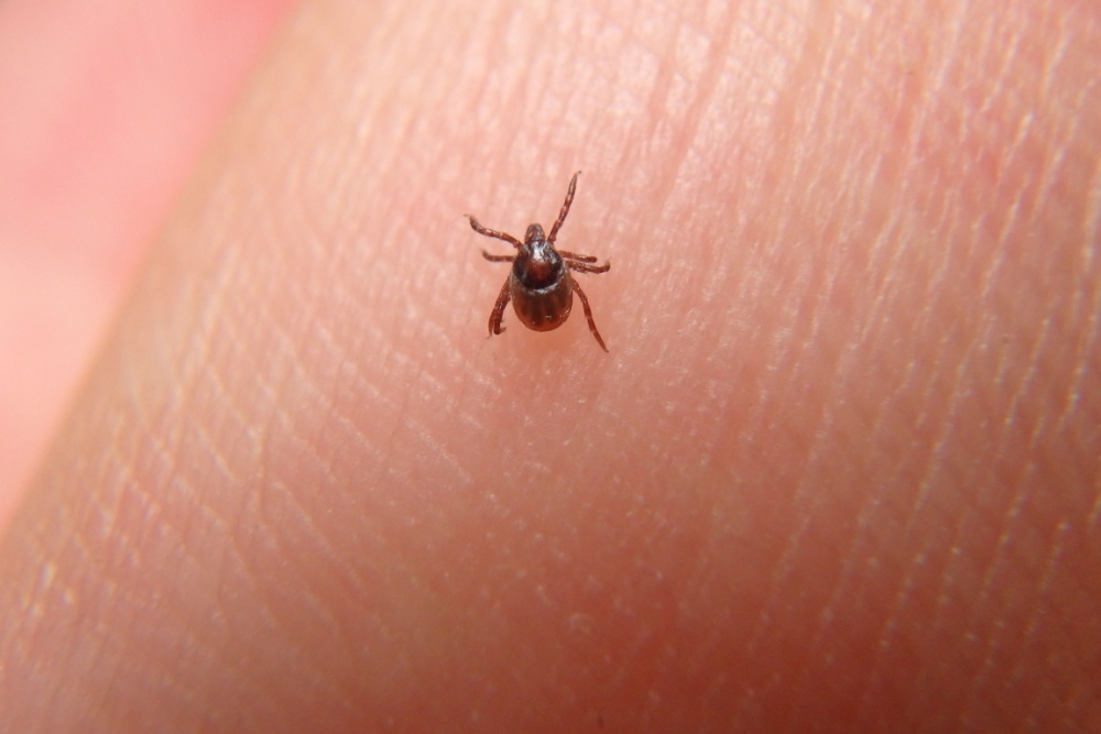 Febre maculosa em cães