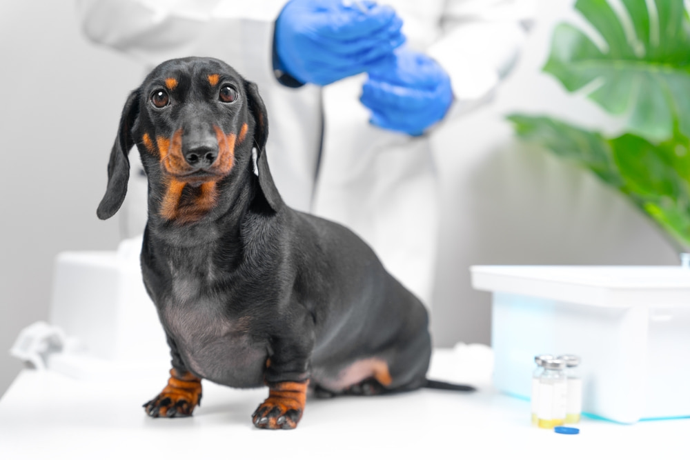 Leishmaniose canina: como diagnosticar e prevenir?