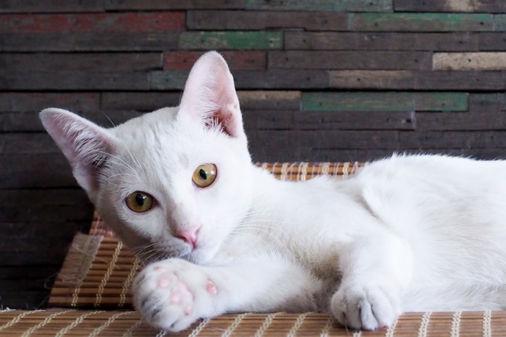 Panleucopenia felina