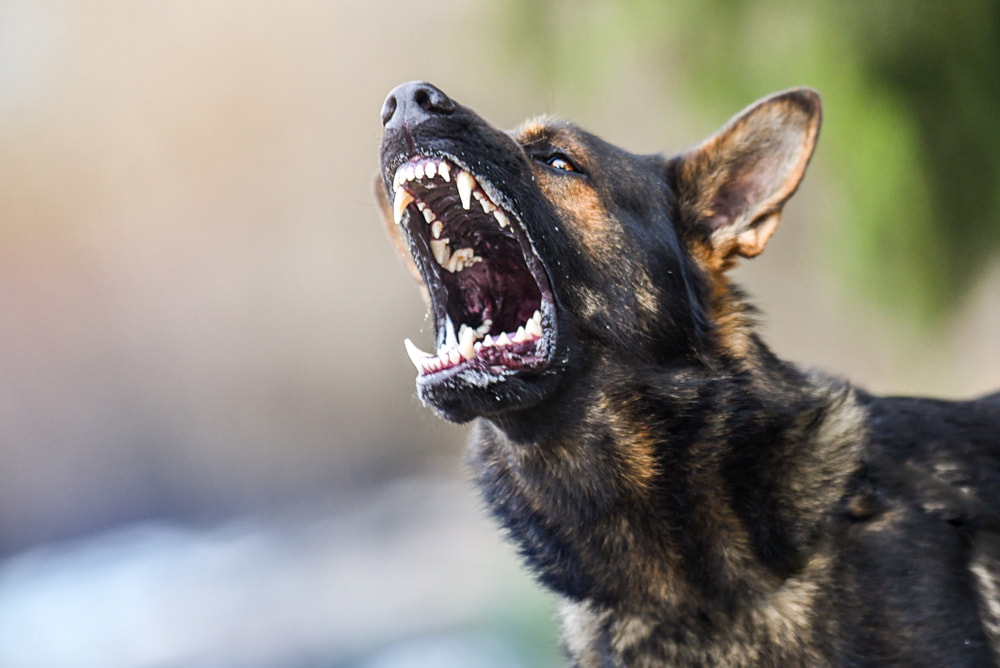 Raiva canina: o que é e como identificar?