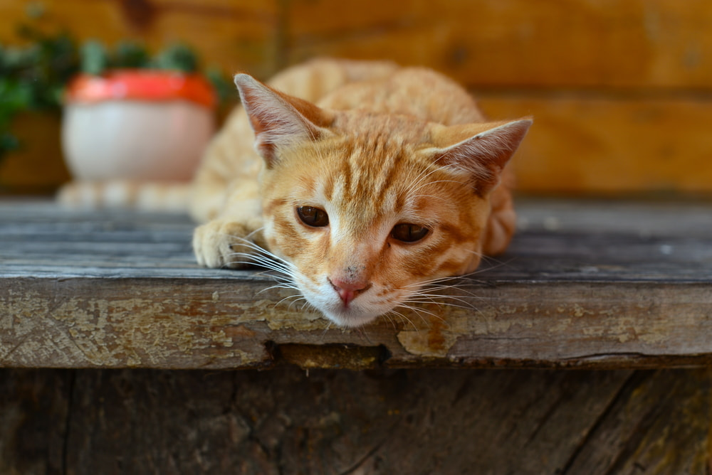 Rinotraqueíte felina