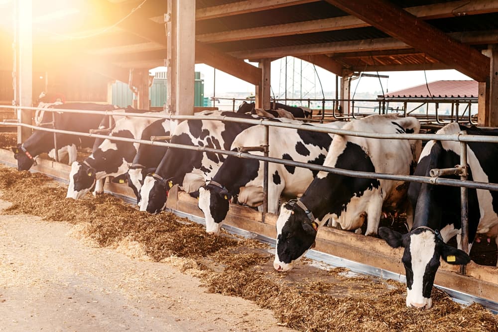 Tuberculose bovina: o que é e como tratar
