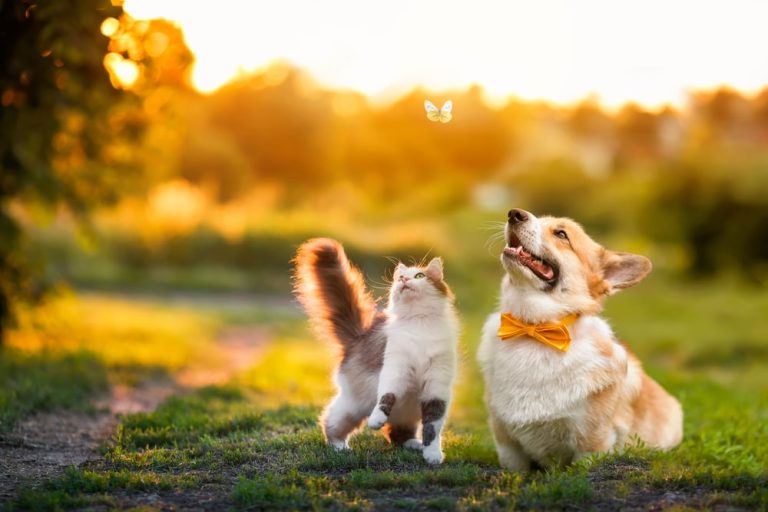 Cachorro e gato brincando