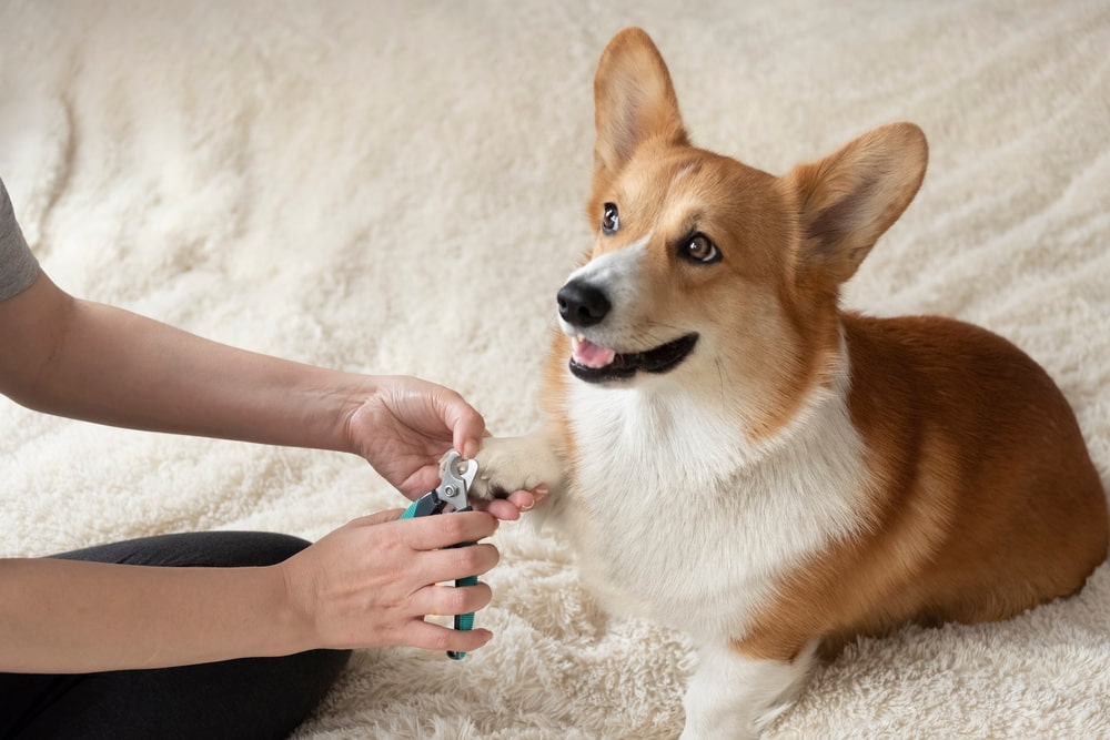 Como cortar a unha do cachorro?