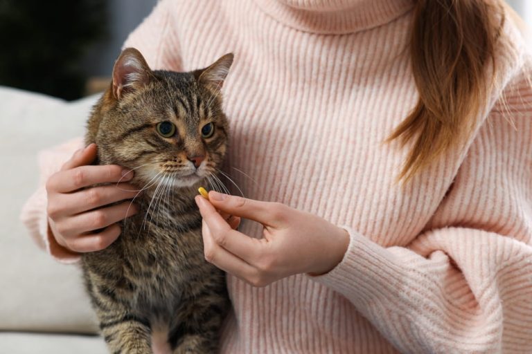 Tutora dando remédio em comprimido para gato