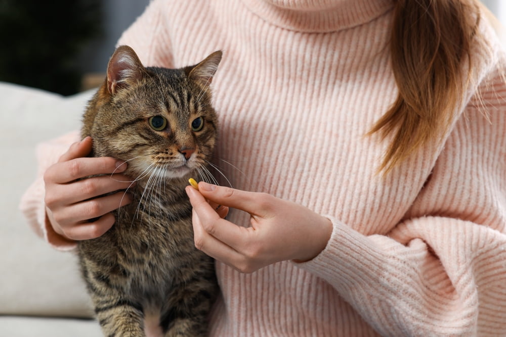 Confira diferentes dicas de como dar comprimido para gatos