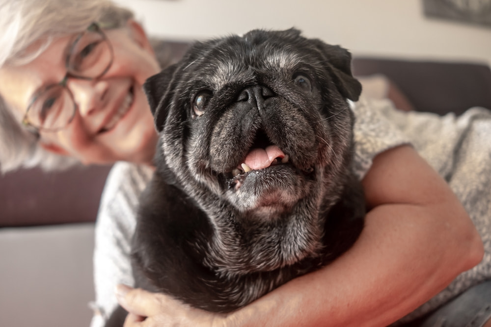 Curiosidade: quantos anos vive um cachorro?