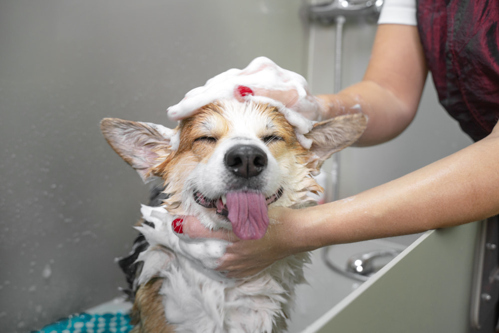 Limpeza e higiene para pets: 4 dicas essenciais