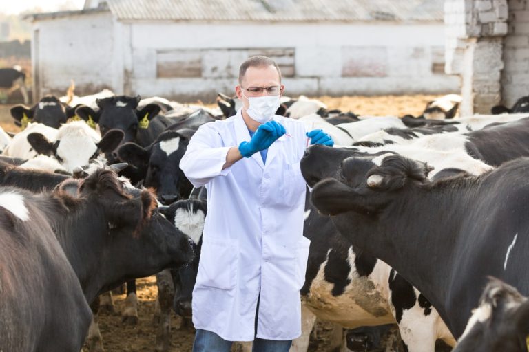 Veterinário examinando rebanho