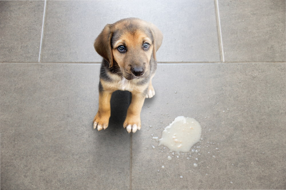 Cachorro vomitando: quais as causas e o que fazer?