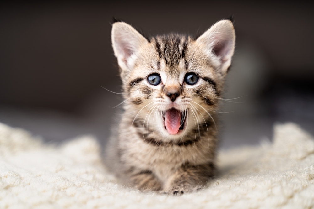 Como cuidar de gatos filhotes: um guia completo