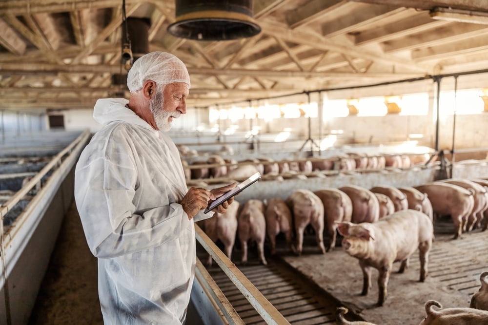 Doenças em animais de produção: diagnóstico e tratamento
