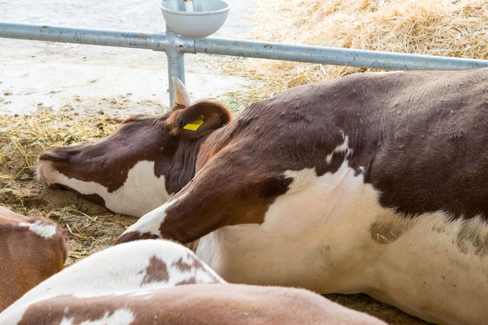Doenças comuns em rebanhos e como manter a saúde do gado