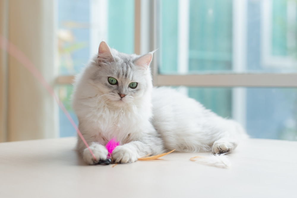 Conheça as 8 raças de gatos mais populares no Brasil