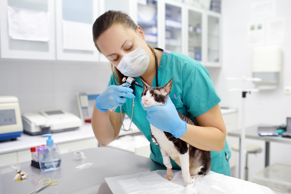 Infecções em pets: como identificar e tratar de forma eficaz