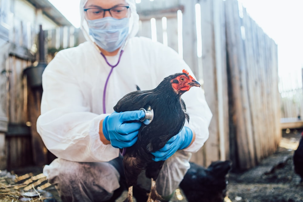 Medicamentos para aves: como cuidar da saúde desses animais