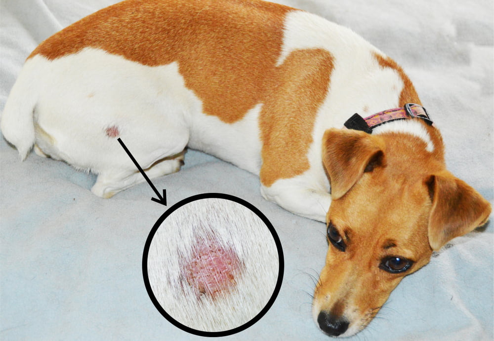 Micose em cachorro: causas e sintomas