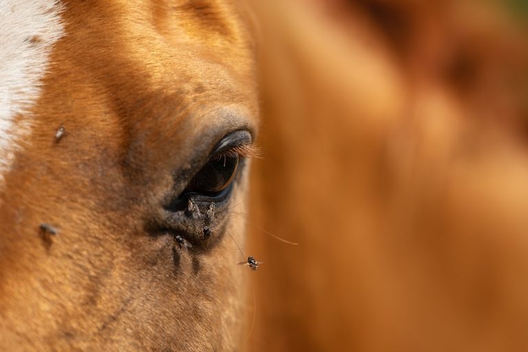 Cavalo com moscas ao redor dos olhos