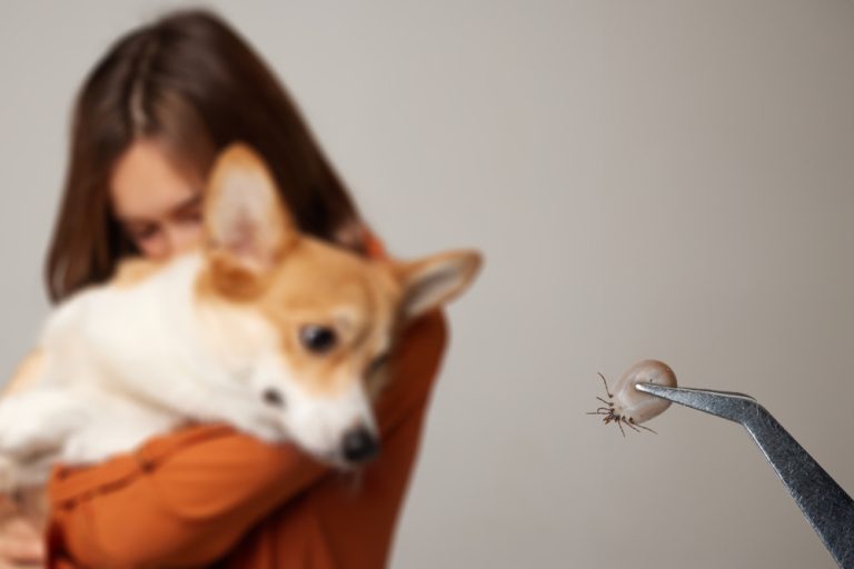 Mulher segurando cachorro e pinça com carrapato na frente