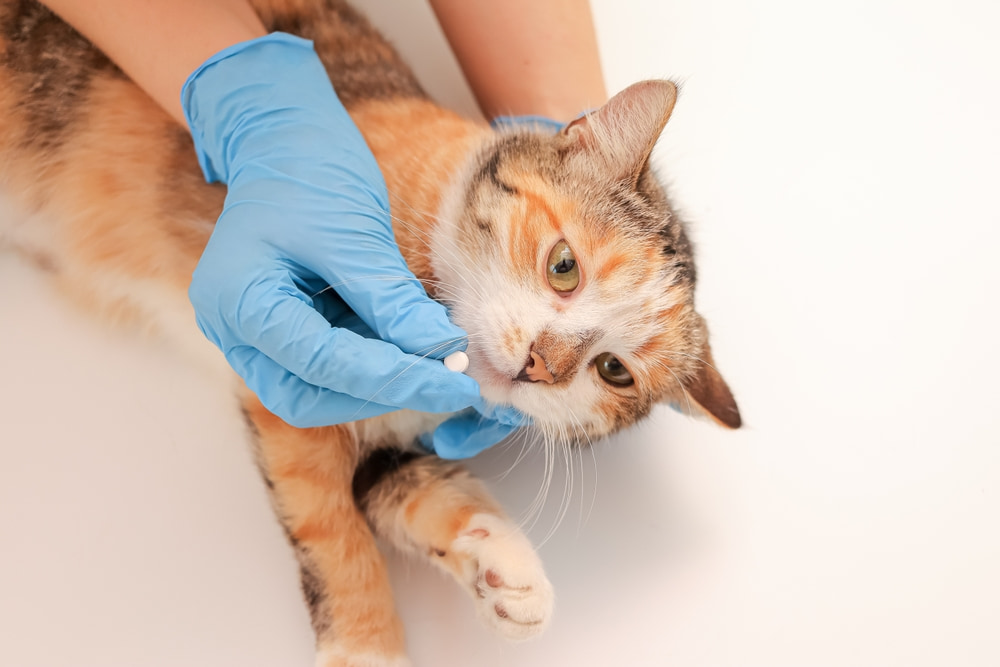 Vermifugação em gatos: por que é essencial?