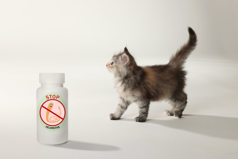 Gatinho fofo e frasco médico com medicamentos anti-helmínticos em fundo branco.